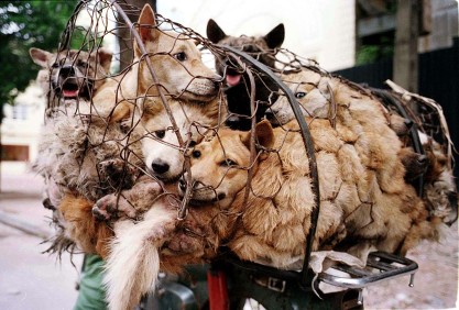 Yulin Dog Meat Festival